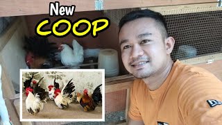 My New chicken coop (Japanese Bantam)| Entongs World