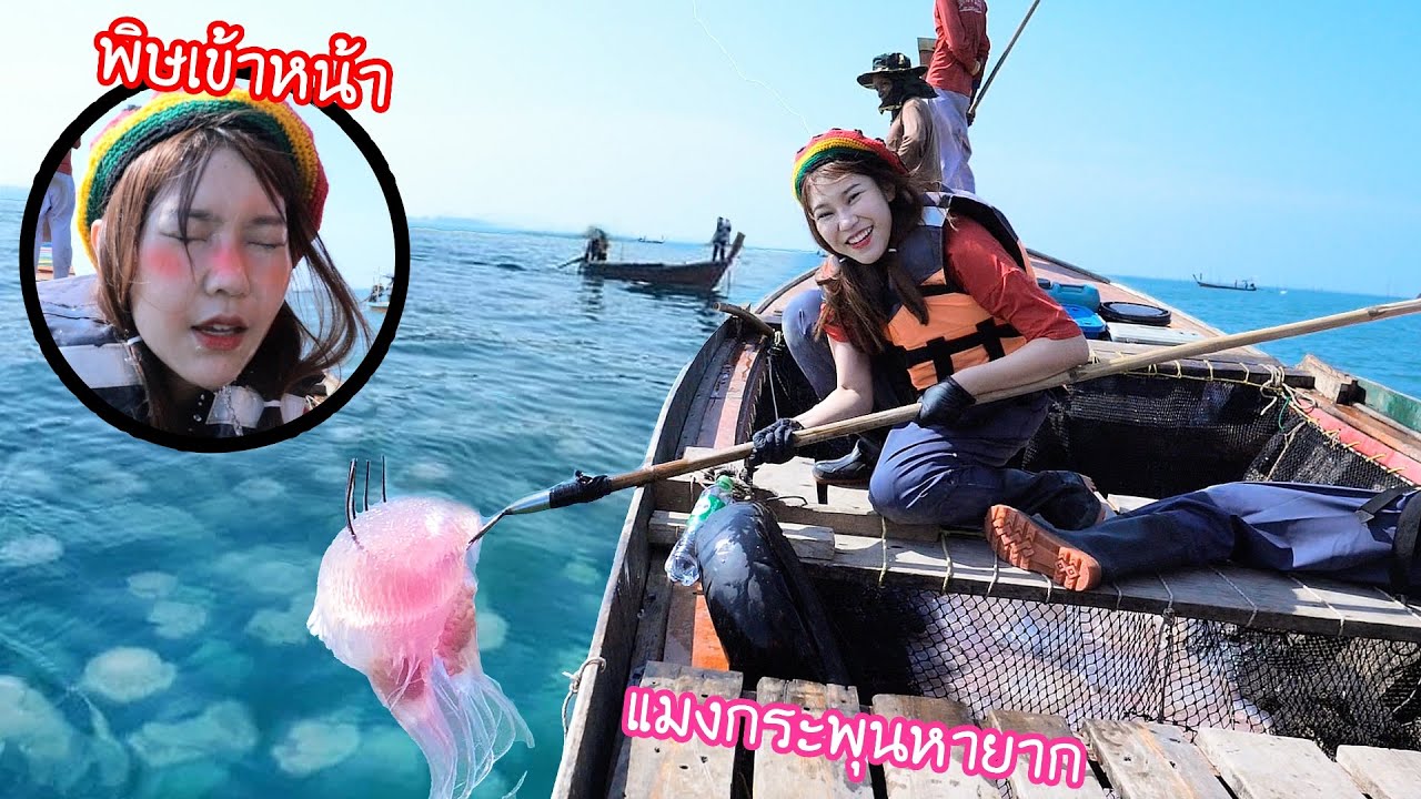 จับแมงกะพรุนสีชมพูหายาก! 1 ปีมีครั้งเดียว (โดนพิษกะพรุนขึ้นหน้า)