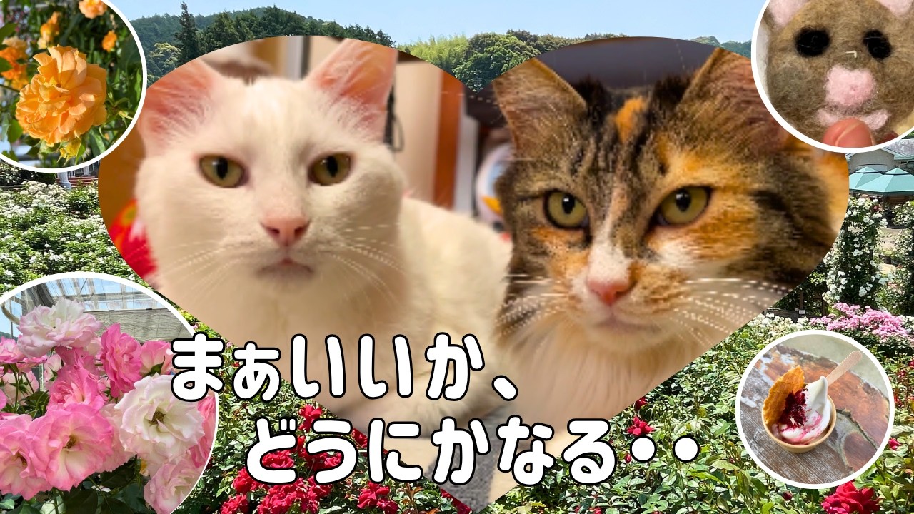 63歳主婦と2匹の猫】「まぁいいか、どうにかなる。」｜投げ飛ばされる