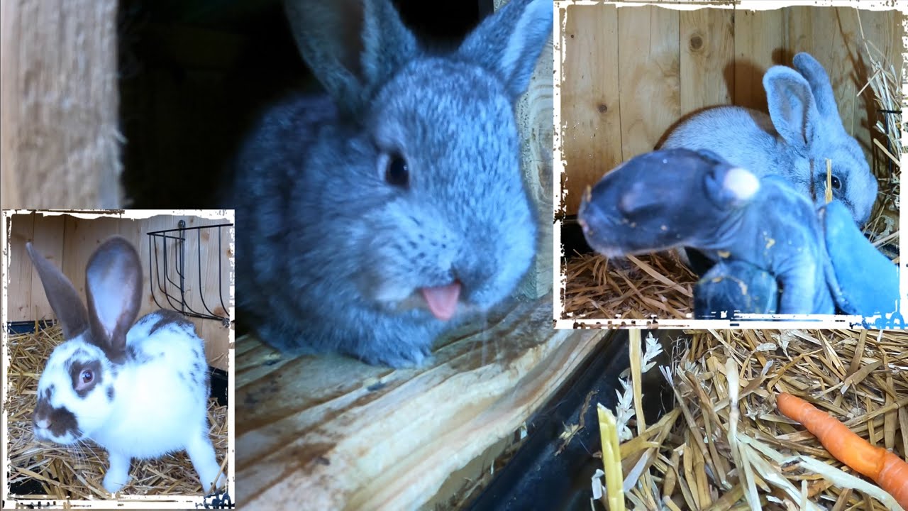 Kaninchenbaby von der Hellen Großsilber vor dem sicheren Tod bewahrt