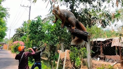 Ná cao su - Cuối tuần về Củ Chi săn sóc cùng anh em về làm mồi nhậu lai rai nhưc cái nách - Tập 108