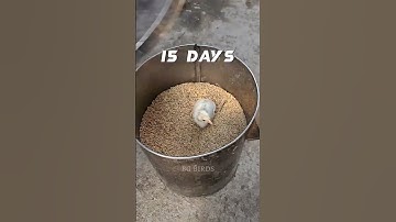 🐓🐔chicken growth 90 days🐔🐓#bg #birds #short #video