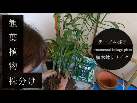 観葉植物 テーブル椰子 の増やし方 植木鉢リメイク 41 Youtube
