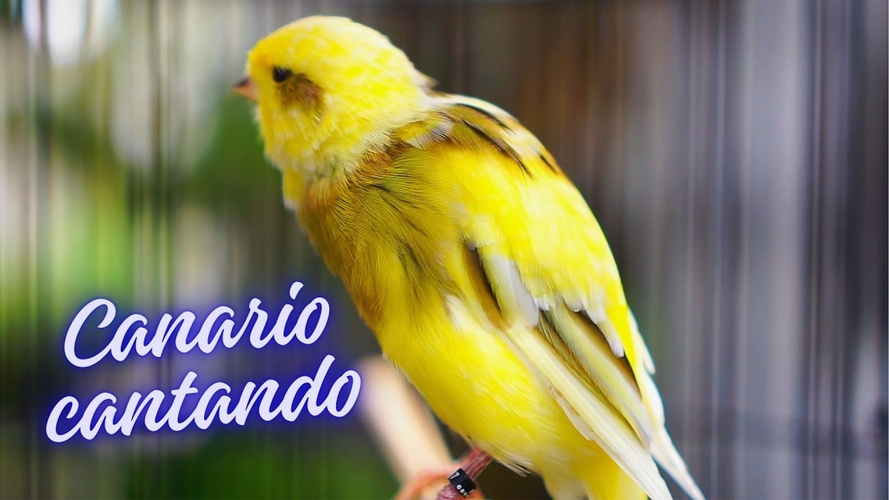 Canário Belga Cantando Muito: O Melhor Canto para Treinar seu Pássaro #06