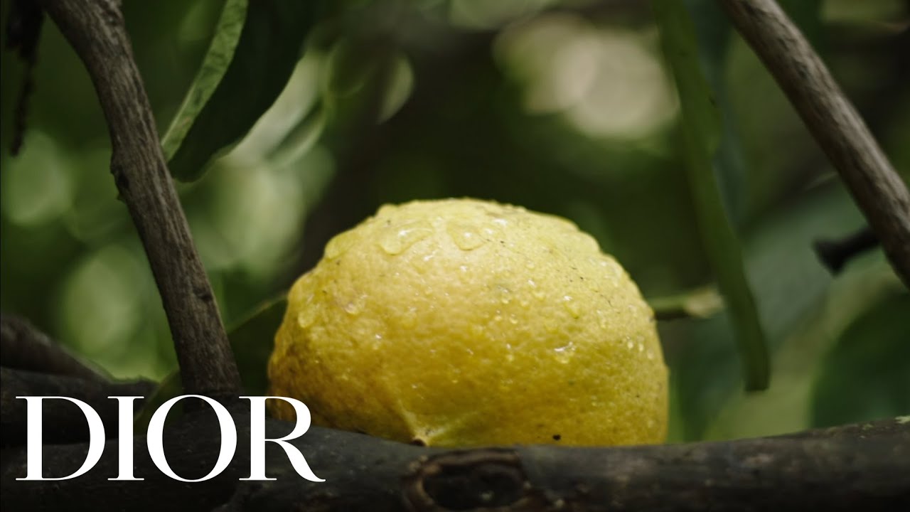 BORN IN THE WILD, CRAFTED BY DIOR - Calabrian Bergamot