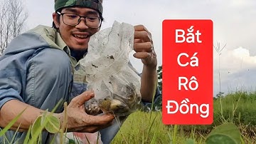 Lội sình bắt cá rô đồng ở vũng nước cạn và trải nghiệm chiếc bình tông bộ đội mới sắm