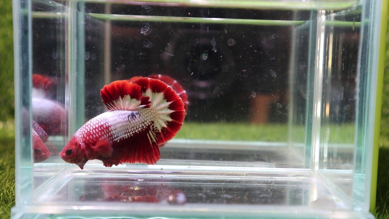 83 A3 Live Betta Fish High Quality HMPK Male Red FCCP Video Included 83-a3-live-betta-fish-high-quality-hmpk-male-red-fccp-video-included