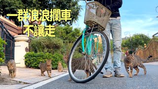 [CC SUB] Guide 5 little stray cats on their long-distance migration, calling them names as they run by 西樹 Xishu&Cats 49,849 views 4 months ago 9 minutes, 50 seconds