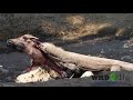 Komodo Dragon eating water buffalo
