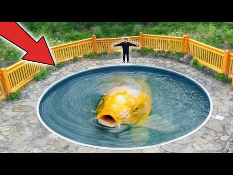 World's Largest Koi Fish!