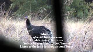 Best Wild Turkey Hen Calling and Yelping Video 3