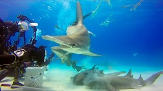 BIMINI DIVING 2015, with Hammerhead Sharks