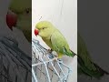cute parrot 🦜 #parrotlover  #CuteBirds #BirdsEmpirePK #BirdLovers #Nature #Shorts #Viral