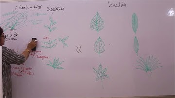 Bio Lec   XI 5-04  morphology of leaves and its modifications Pradeep Kshetrapal Physics channel
