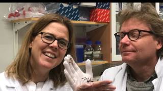 Artificial Spider Silk - Challenges of Creating an Industry