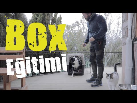 Video: Doggie Boot Camp: Köpekler için reform okulu