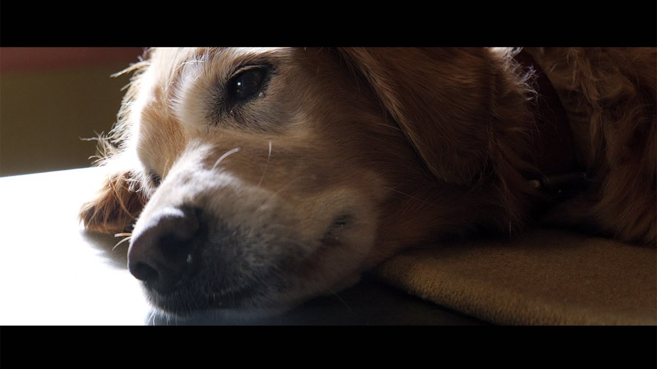 犬と人間の ラブストーリー 映画 僕のワンダフル ライフ 予告編 Youtube