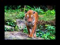 50 fascinating fast facts about malayan tigers