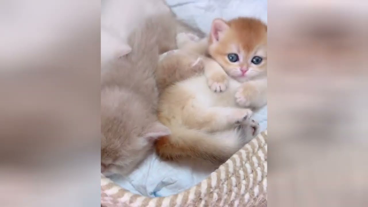 The innocence of a kitten is a gift to your heart