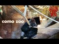 Setting the animals free at como zoo