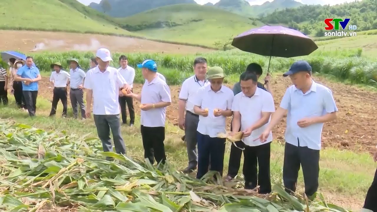 Outline Video Dân vận khéo trong vận động nhân dân trồng cây ngô sinh khối