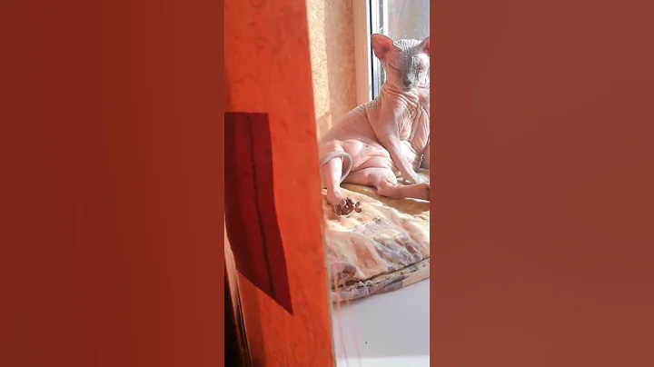 Watch the video about Sphynx female named Metallica.