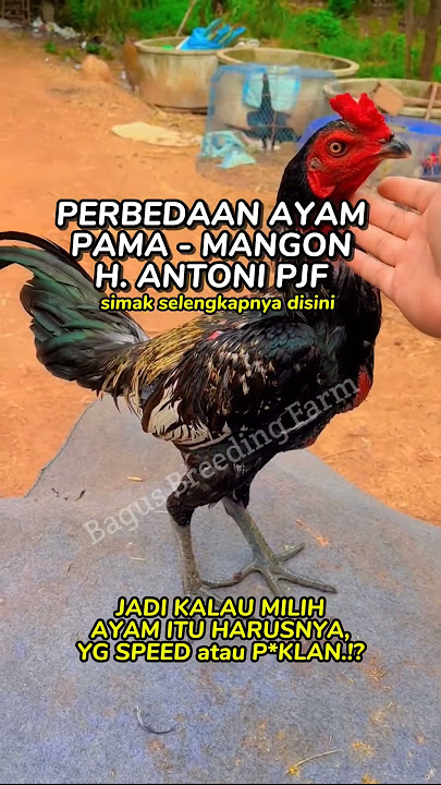 Beda Pama & Mangon #peternakayam #ayam #faktaayam #ayambangkok #tentangayam #reels #seputarayam