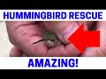 Ruby Throated Hummingbird RESCUE!