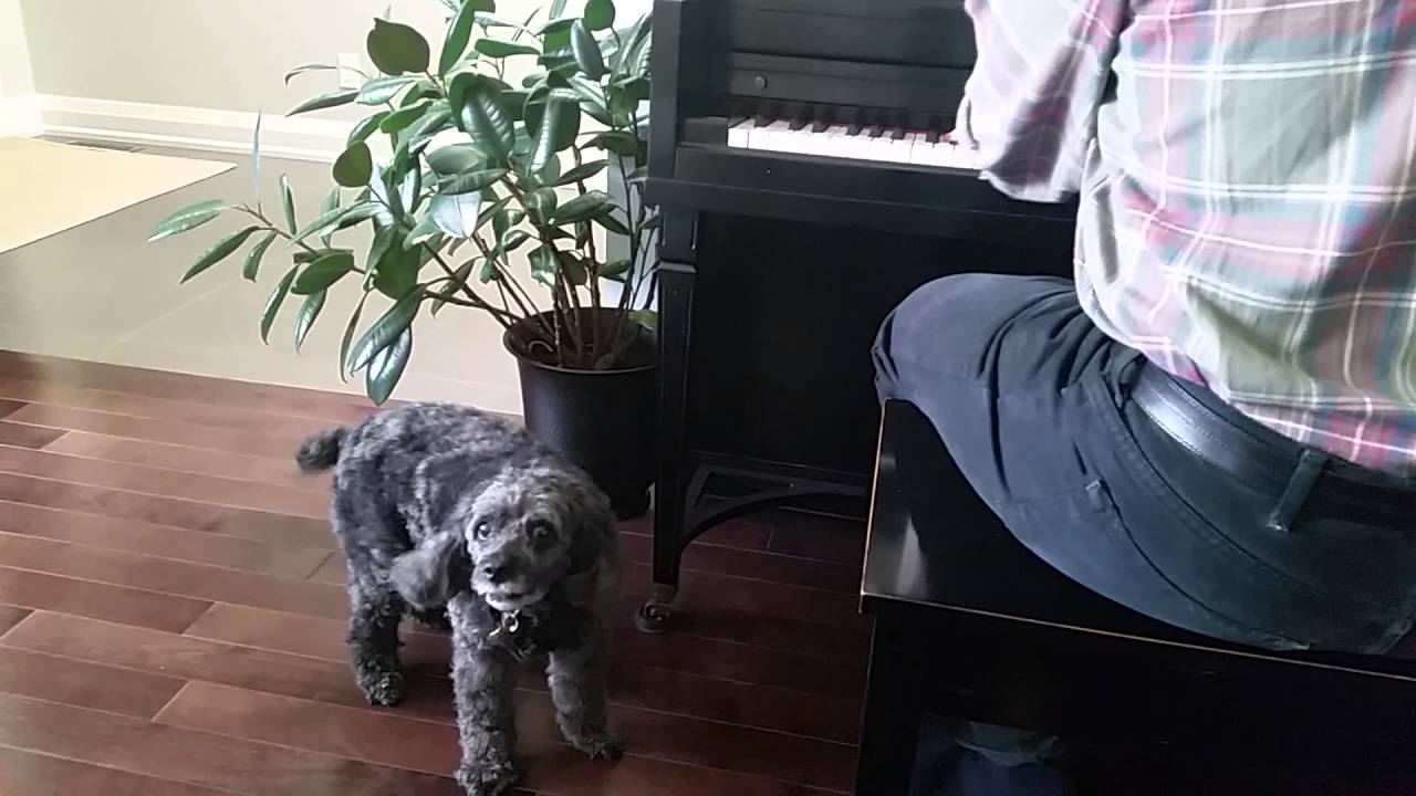 Dog hates piano practising YouTube