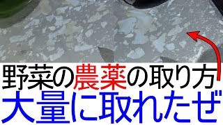 野菜の農薬の落とし方。えげつないほど取れた