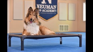 Finn (Rough Collie) Boot Camp Dog Training Video Demonstration