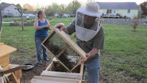 Installing bees in a top bar hive.
