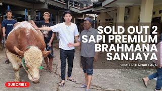 DUA EKOR SAPI JUMBO SOLD KE BRAHMANA SANJAYA ‼️ | SUMBER TERNAK FARM