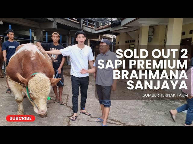 DUA EKOR SAPI JUMBO SOLD KE BRAHMANA SANJAYA ‼️ | SUMBER TERNAK FARM class=