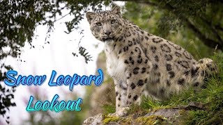 Tour of Snow Leopard Lookout at Highland Wildlife Park