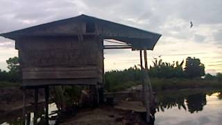 suara walet super respon