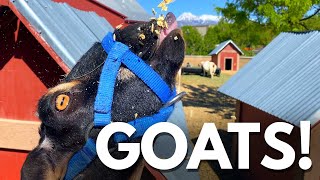 Sneezing Goats On A Farm