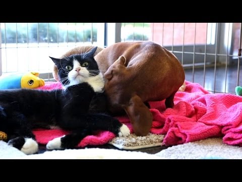 Video: Dachshund Adopts Paralyzed Cat