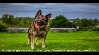German Shepherd Breeders In NJ Place