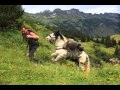 Alpenüberquerung! Mit einem Packtier über die Alpen.  Wanderreiten in den Alpen