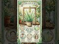DRUG-ALOEVERA🌿✨️Aloe is the plant that turns its own scars into medicine for yours