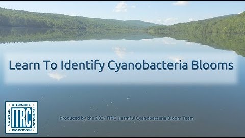 Learn to Identify Cyanobacteria Blooms