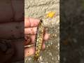 Cute Fish Love Moment 🐟✨ | Nature Short #trending #fish