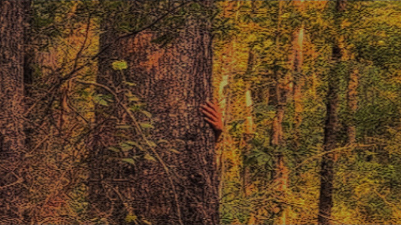 The Forest Experience