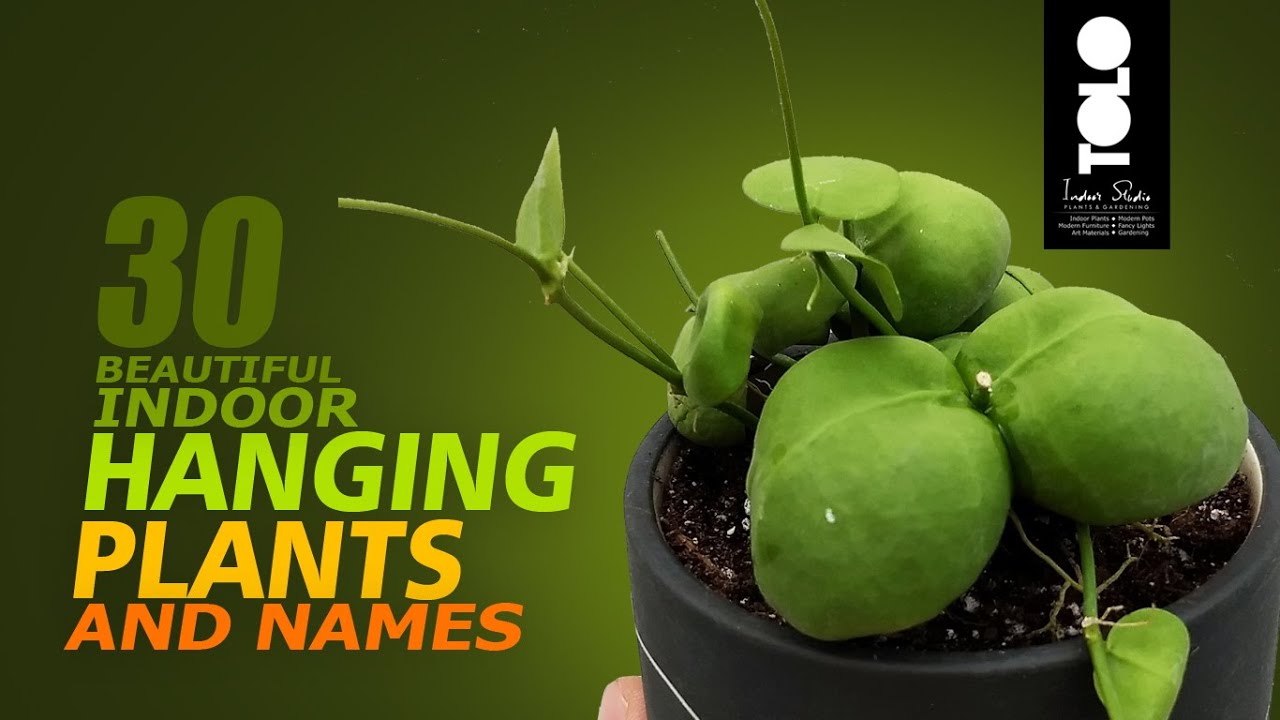 30 Indoor Hanging Plants & Names YouTube
