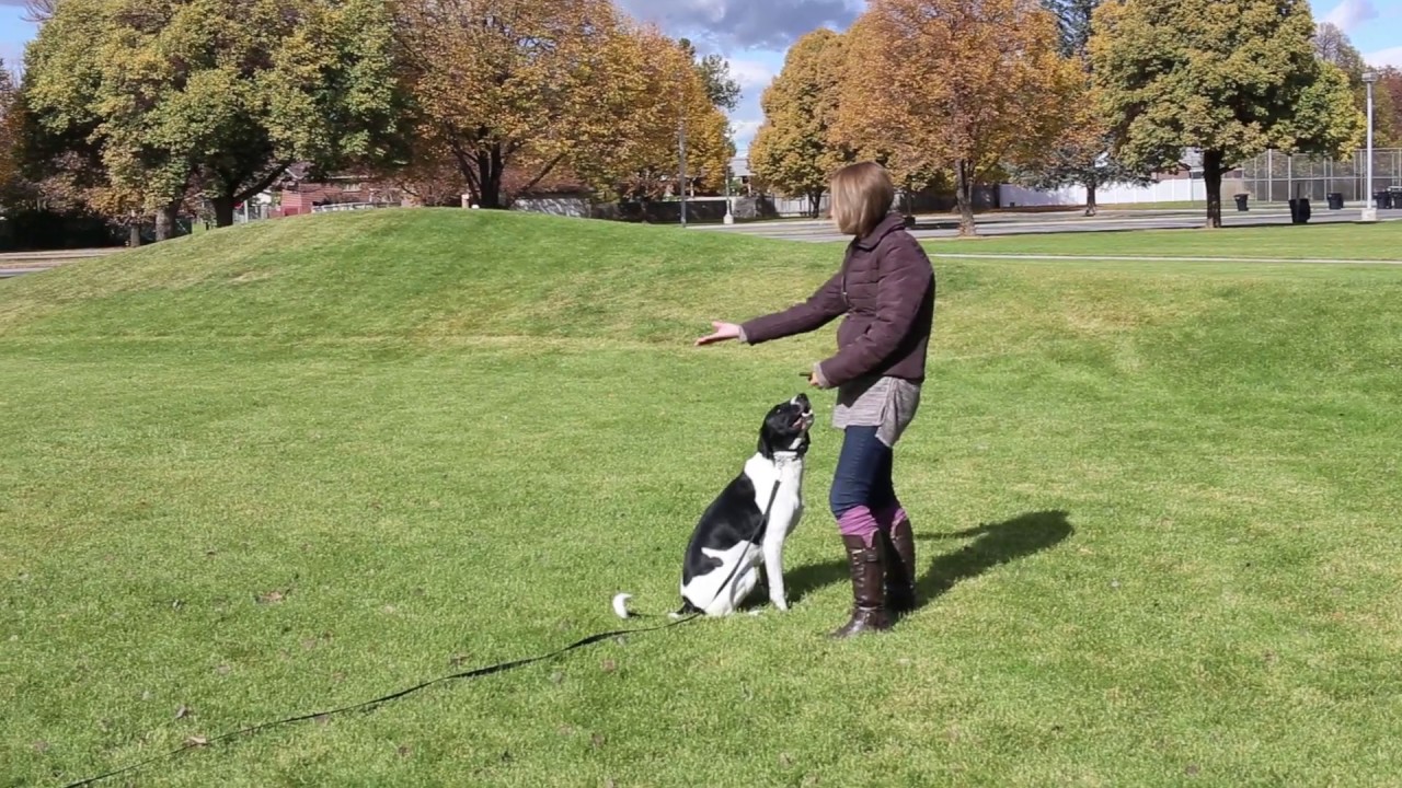 Real Dog Trainers of SLC Parks Session in Salt Lake YouTube