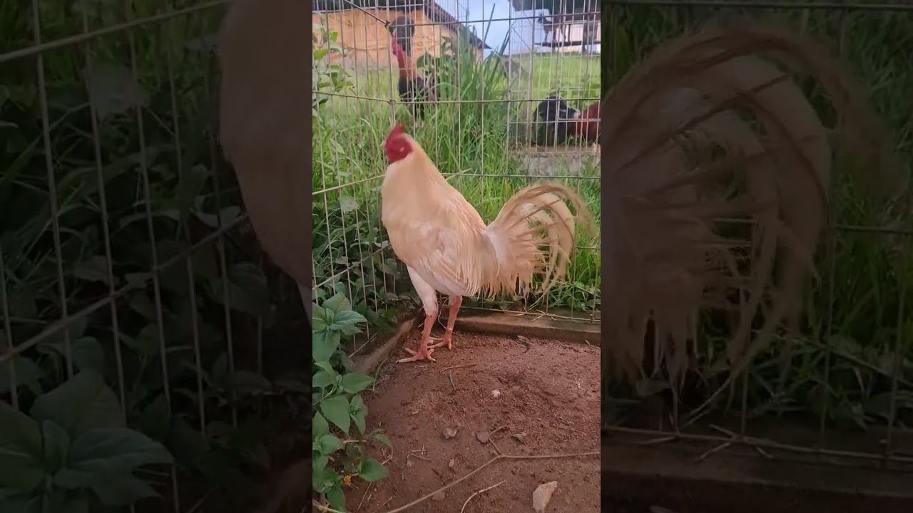 Hsg Cock - ESCOLIN WHITE F1...🐓