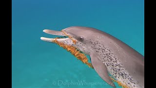Wild Dolphin brings seaweed to swimmer, invites him to play w/her! by Joe Noonan 581 views 2 years ago 4 minutes, 52 seconds