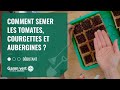 [TUTO] Comment semer les tomates, courgettes et aubergines ? - Jardinerie Gamm vert
