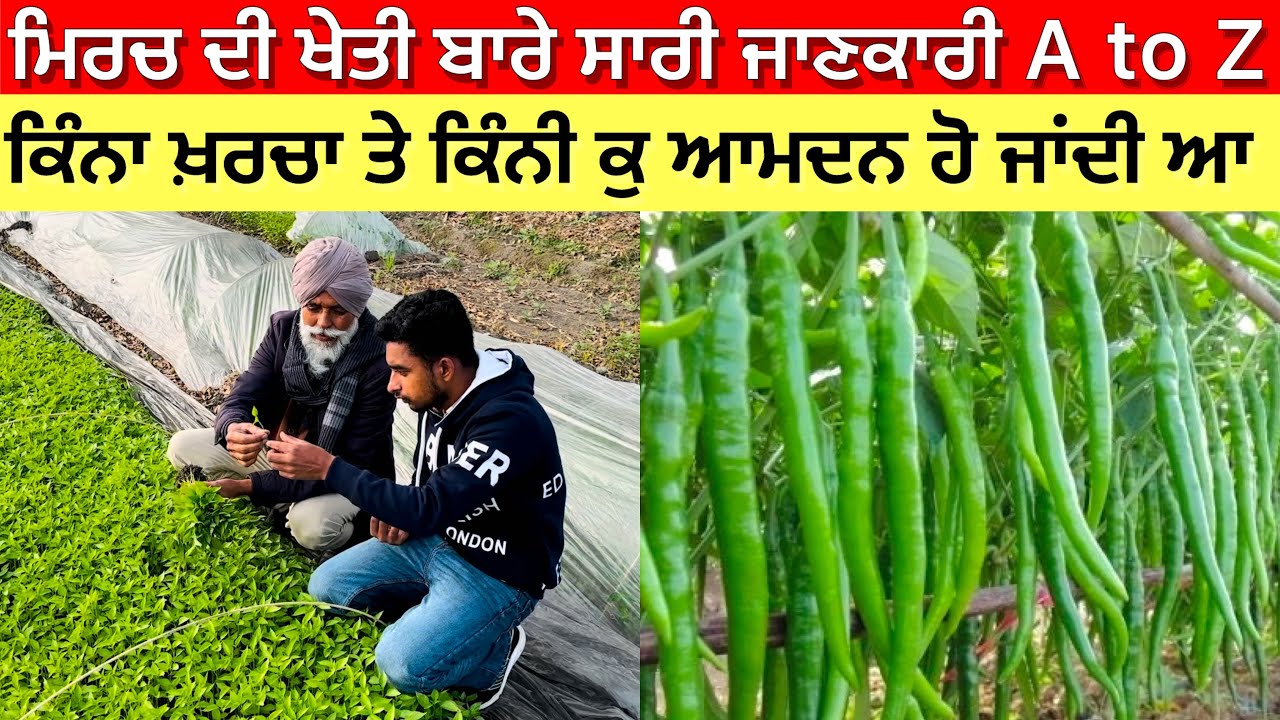 ਮਿਰਚ ਦੀ ਖੇਤੀ ਚ ਕਿੰਨਾ ਖਰਚਾ ਕਿੰਨੀ ਆਮਦਨ ? All about chilli farming …